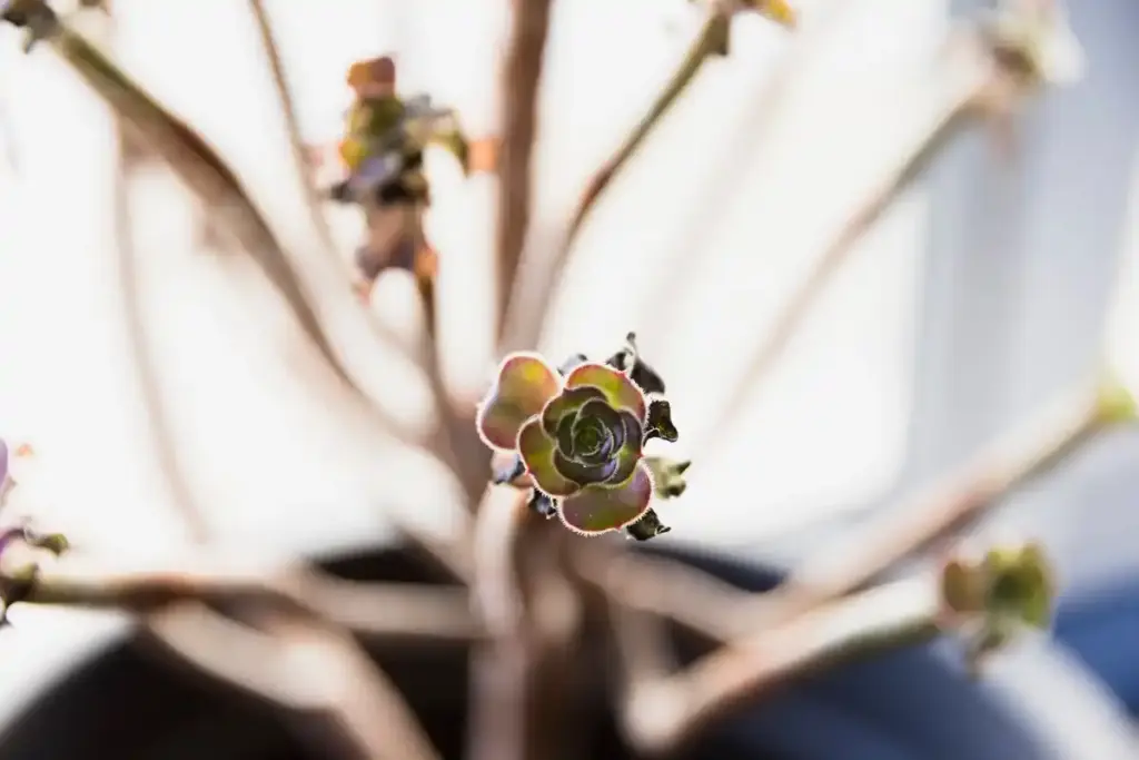 winter greenhouse error plants dead netherlands