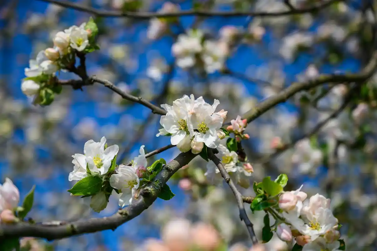 neglected apple tree blossom close-up Netherlands Spring