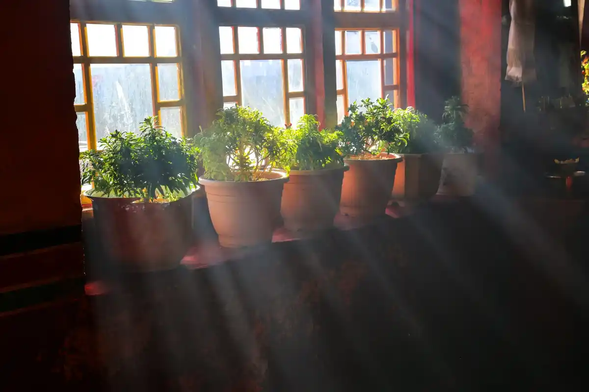 greenhouse ventilation winter night Netherlands