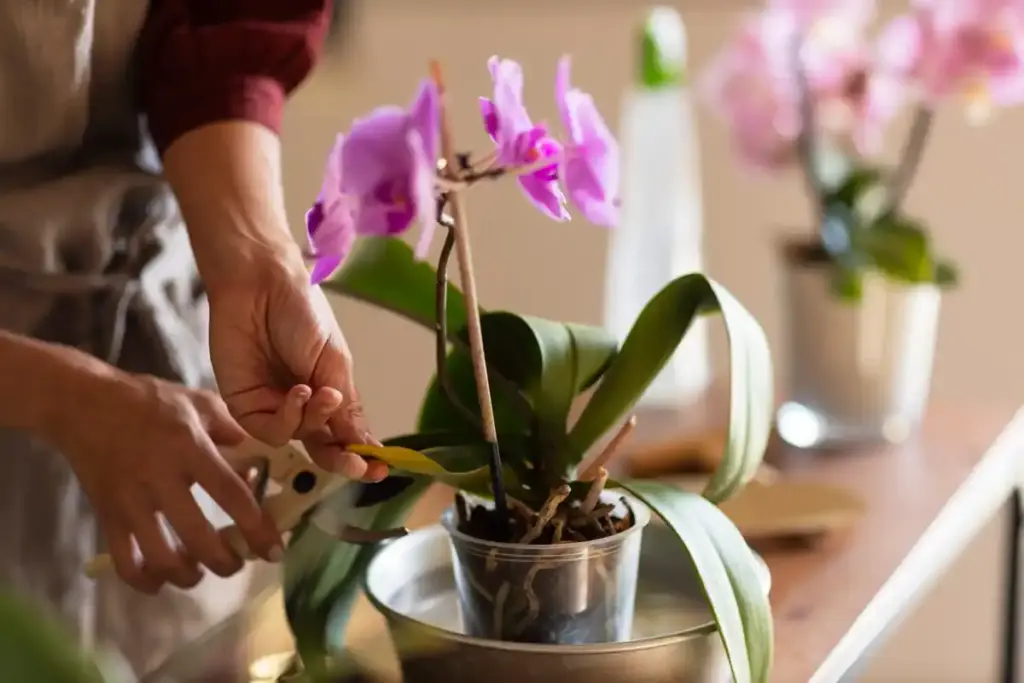 coffee grounds orchid blooming Dutch home plant care