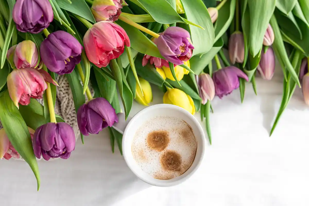 Dutch windowsill orchid flowers with coffee grounds