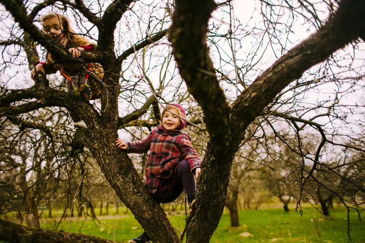 winter pruning apple tree netherlands garden