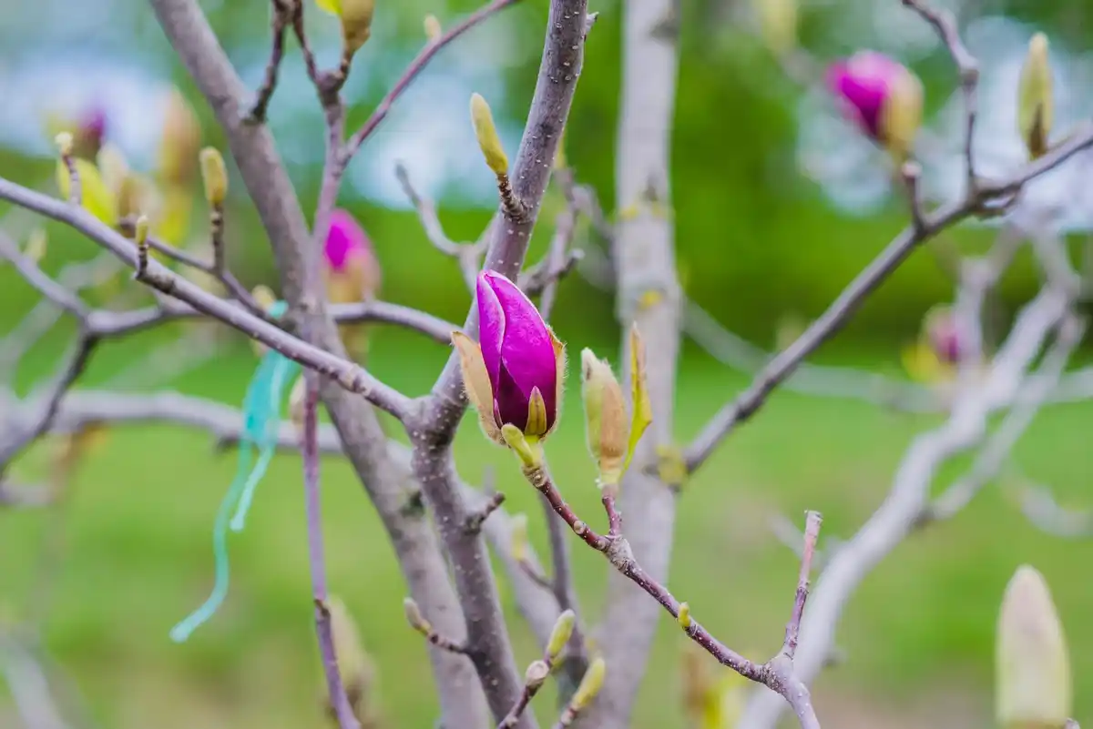 pruning apple tree winter netherlands