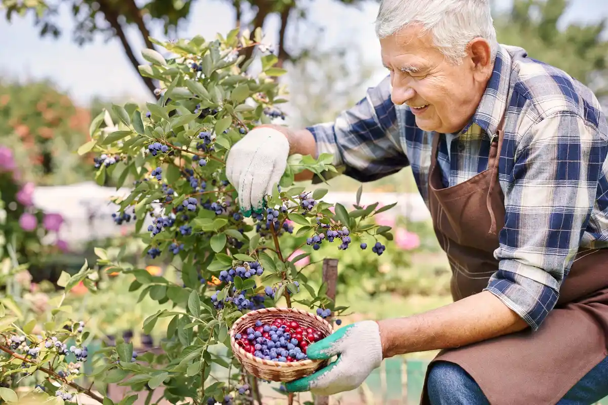 elderly woman picking berries garden netherlands