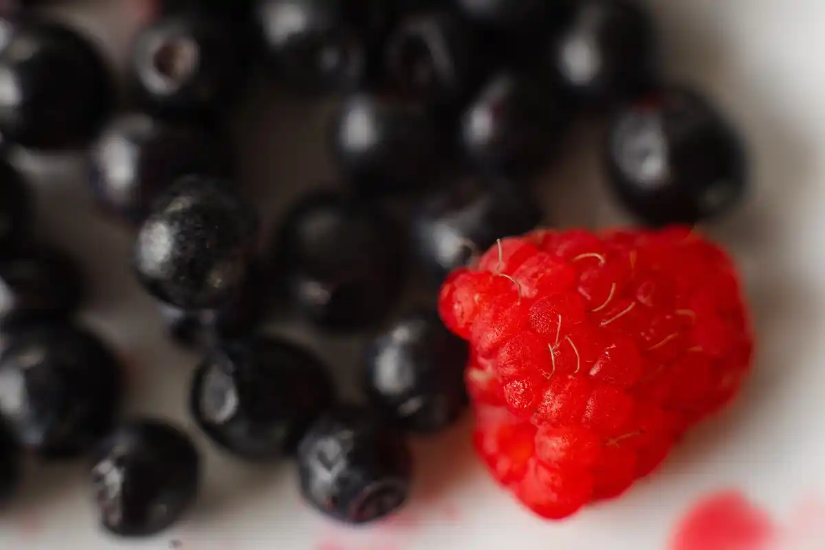 Dutch blackcurrant bush close up berries macro