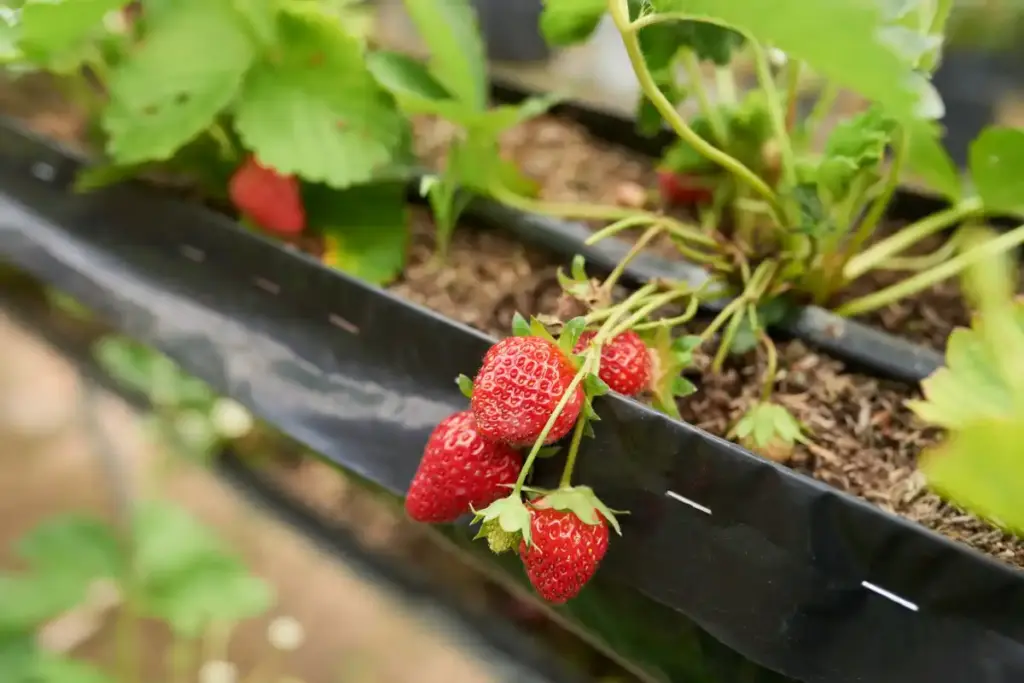 strawberry mulch Dutch garden