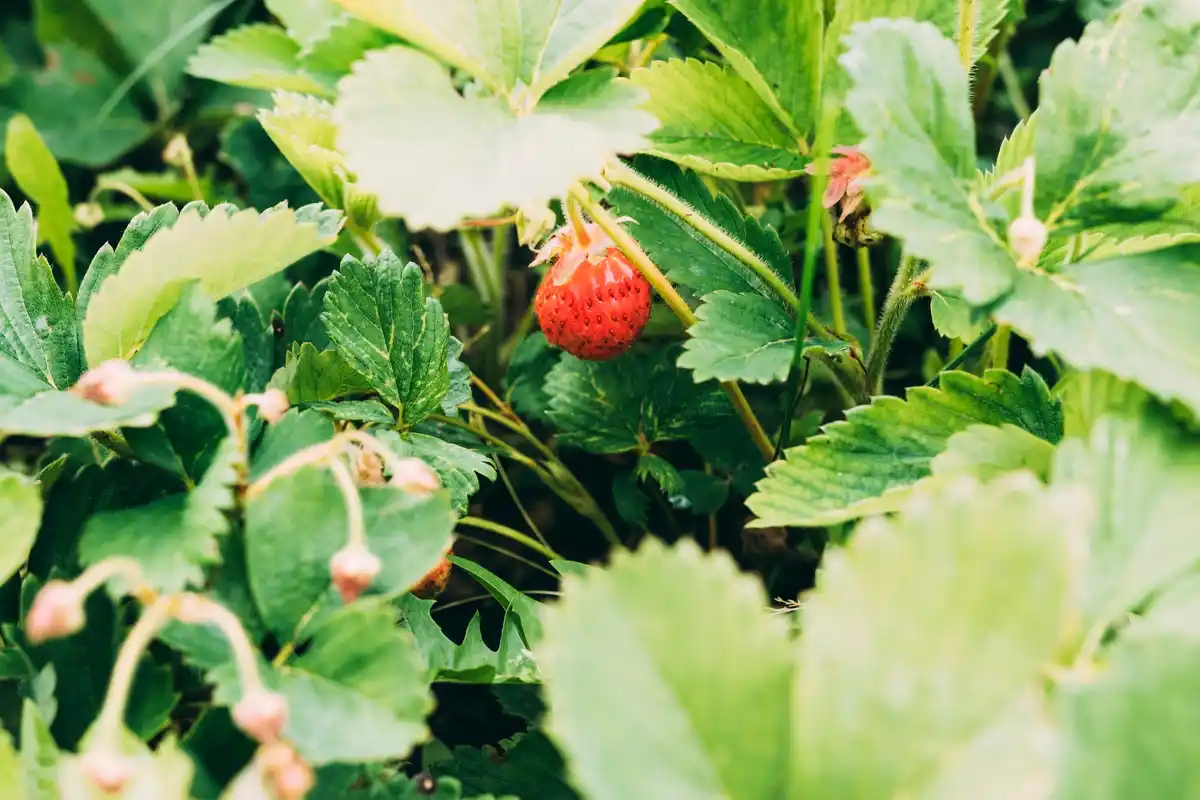strawberry garden mulch Netherlands