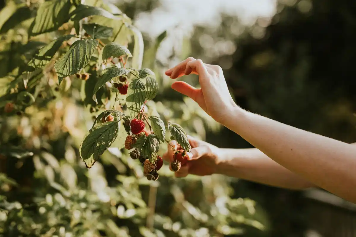 hands putting straw around strawberry plant Dutch garden