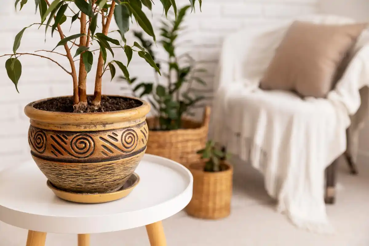 Zamioculcas zamiifolia plant in Dutch living room