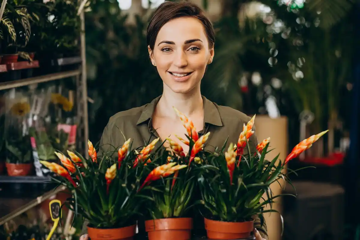 cheap ZZ plant in second hand Dutch shop