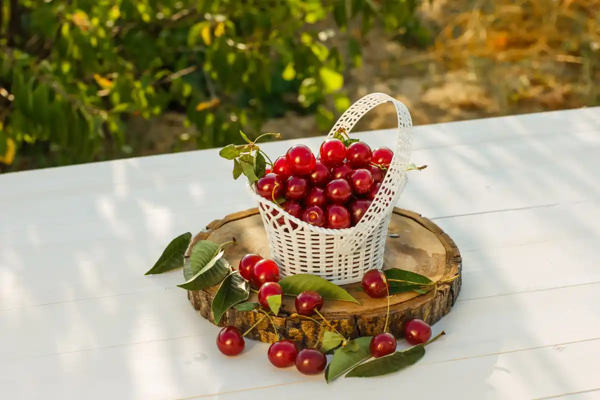 compact cherry tree on Dutch balcony