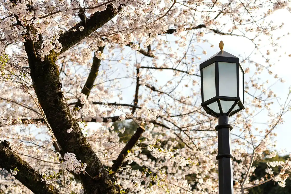cherry blossom on small balcony in dutch city