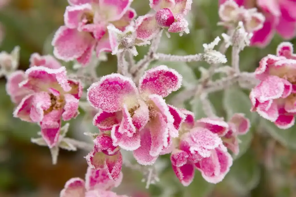 frost protection cherry blossom netherlands