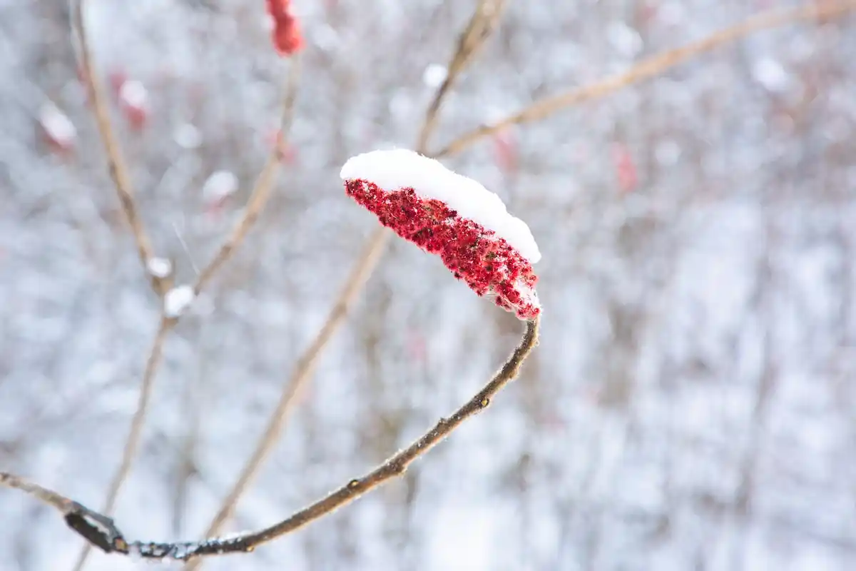 frost protection cherry blossom netherlands
