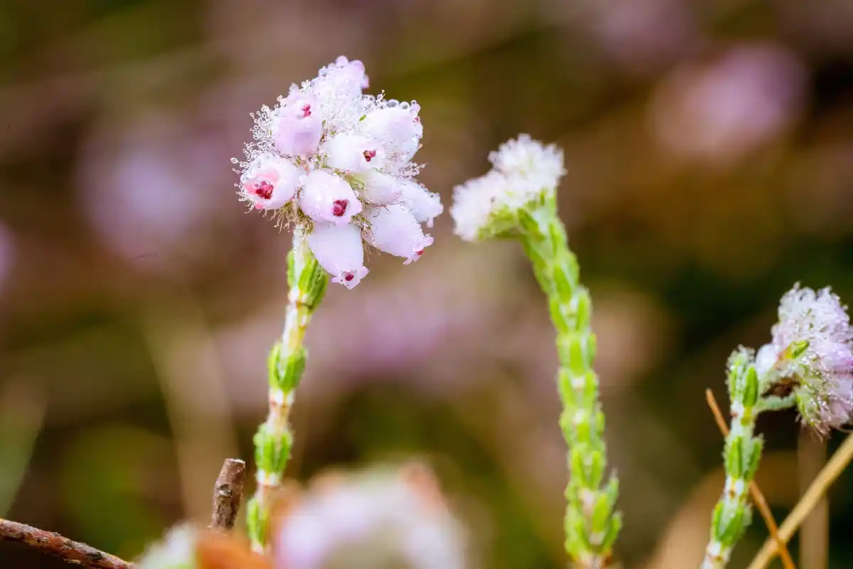 cherry blossom frost damage close-up netherlands