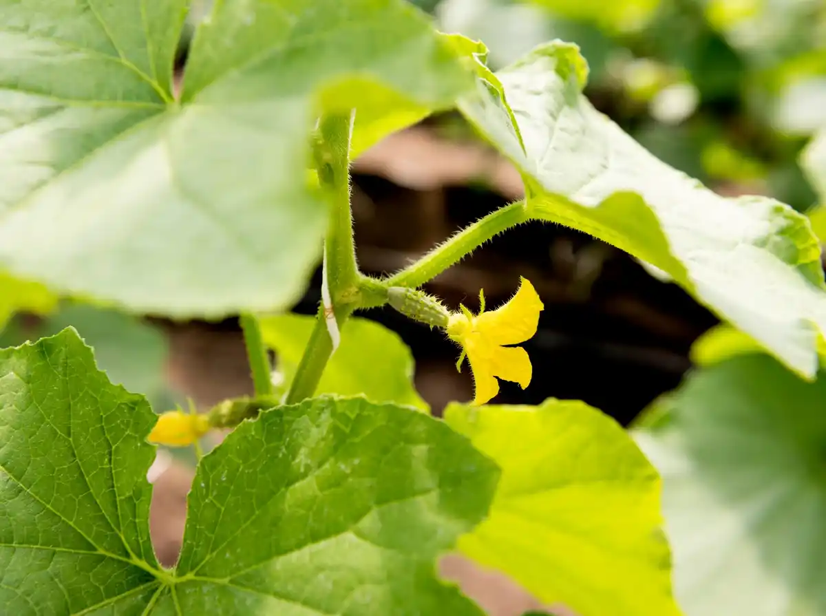 cucumber plant under full moon night garden