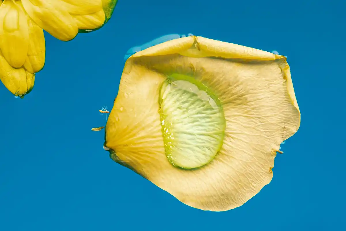 banana peel rose bush Dutch garden closeup vibrant