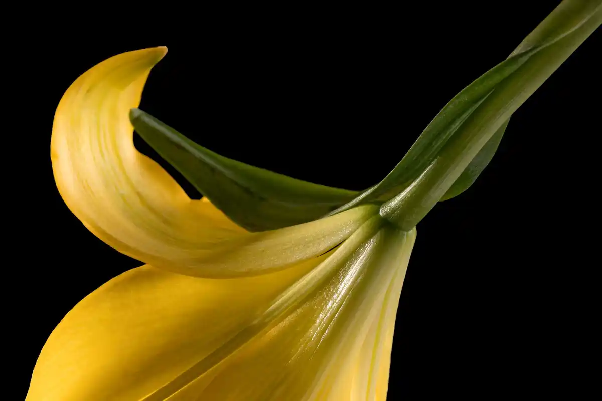 rozenstruik bloei bananenschil effect voor na