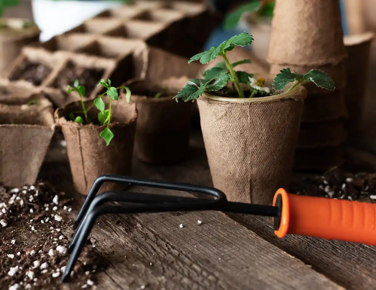 dutch home garden tomato natural soil fertiliser