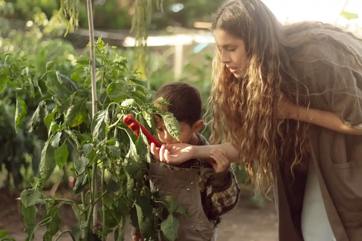 eco friendly tomato gardening dutch urban backyard
