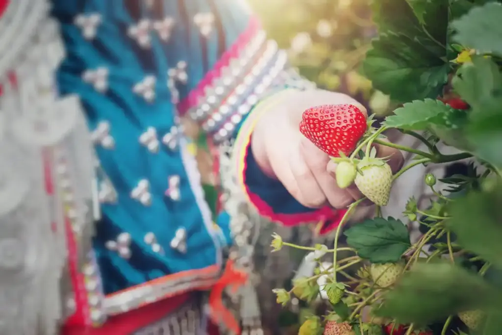 raspberry plants in Dutch garden summer close-up