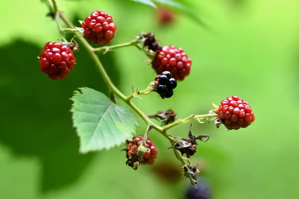 raspberry bush growing in Dutch allotment garden, summer