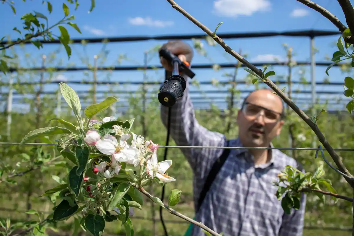 vinegar garden weed control Netherlands