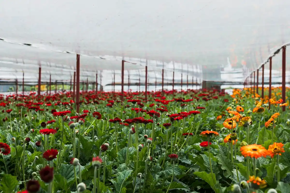 unheated greenhouse in winter netherlands