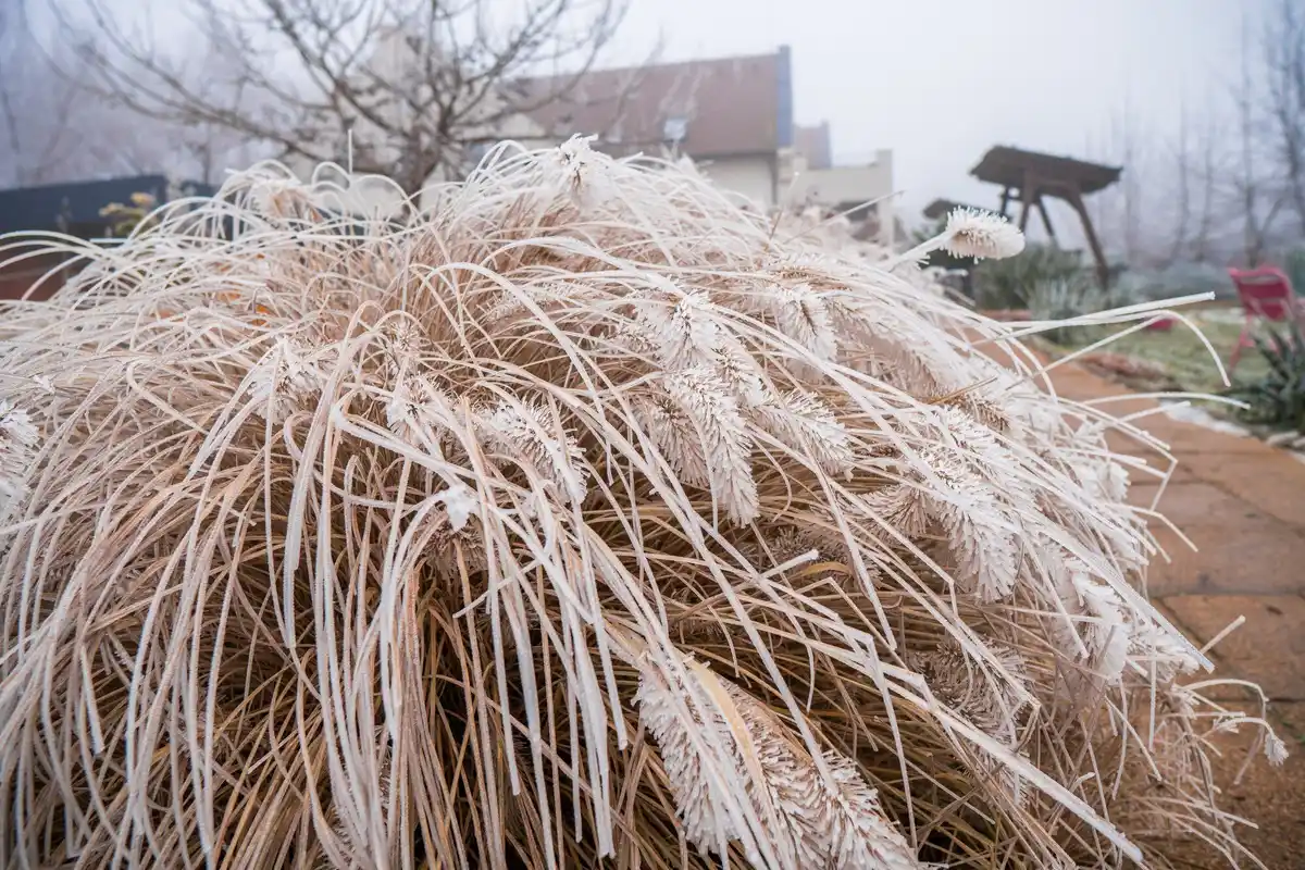 frost damaged plants greenhouse netherlands