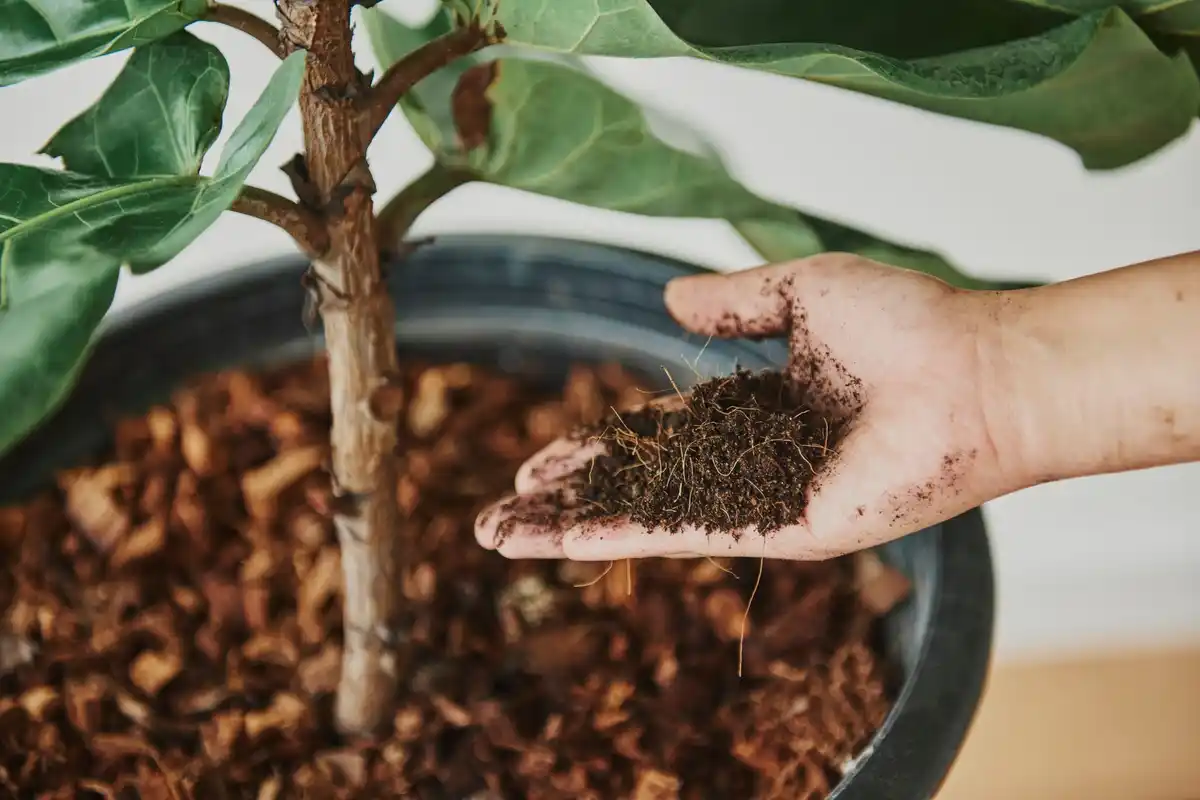 compost with coffee grounds in garden closeup