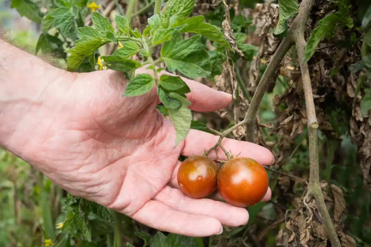 spreading coffee grounds around tomato plants