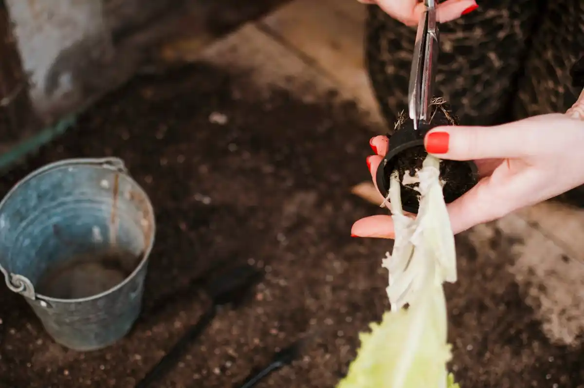 banana peels in vegetable garden Netherlands