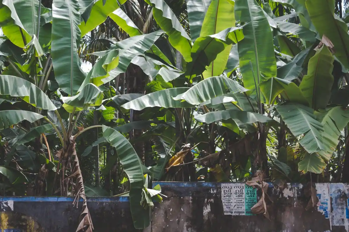 Rotterdam urban garden banana peels fertilizer