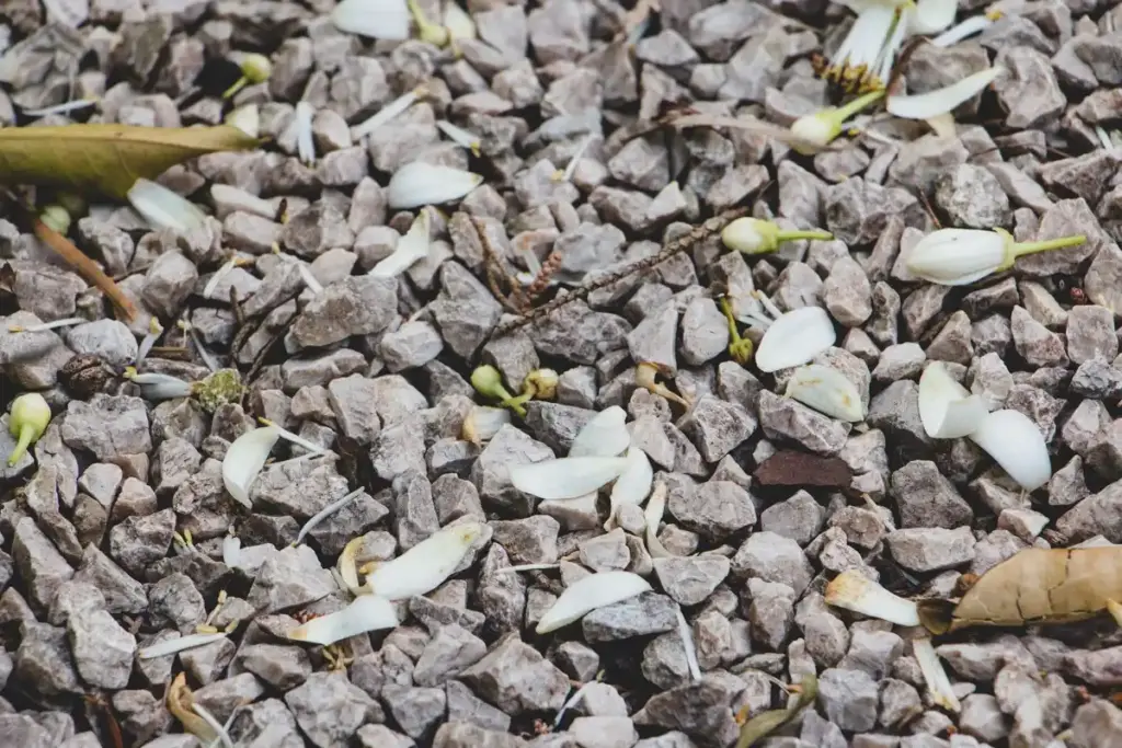 crushed eggshells compost Dutch garden