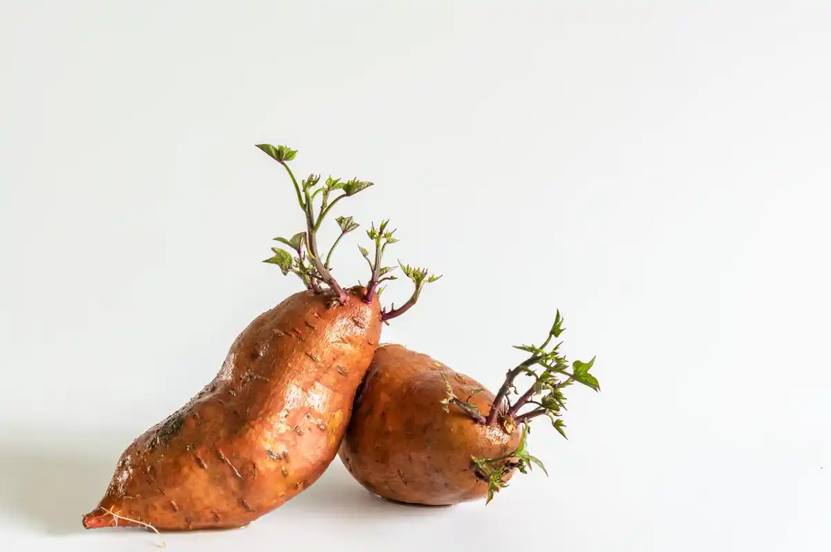potato blight dutch allotment garden warning