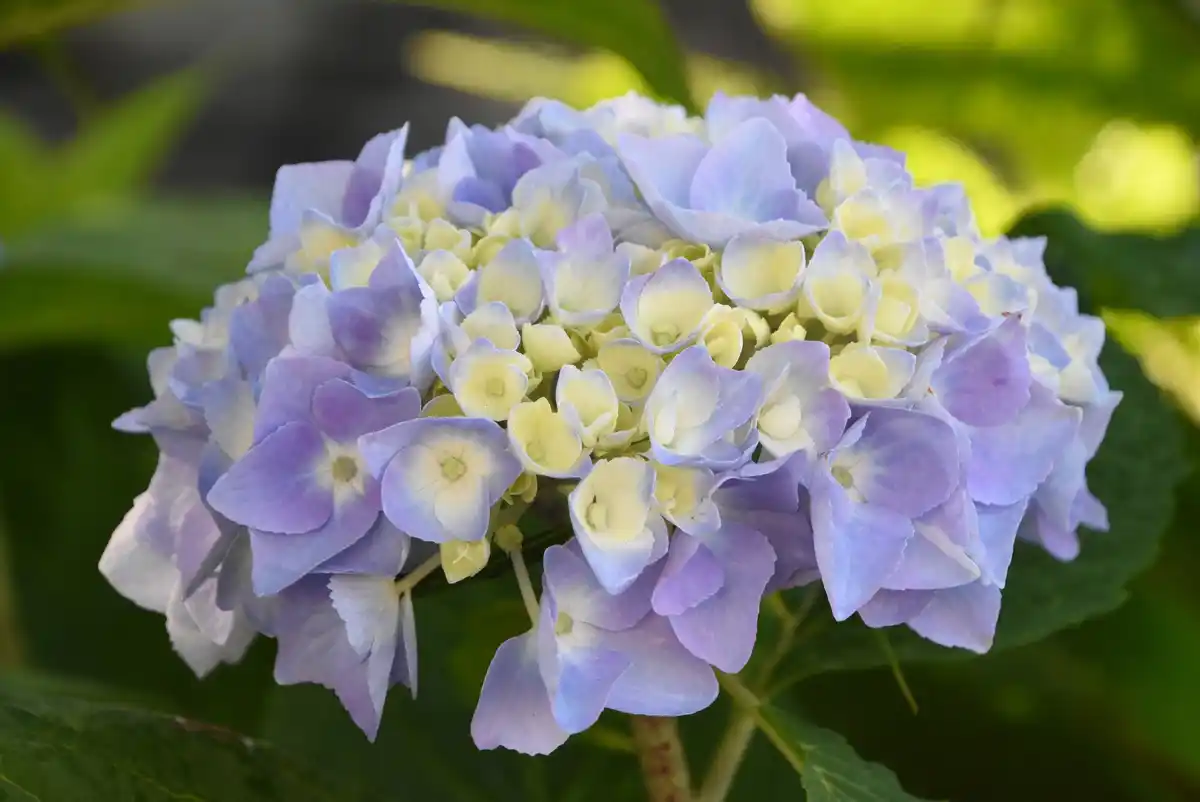 hydrangea flowers blooming dutch garden