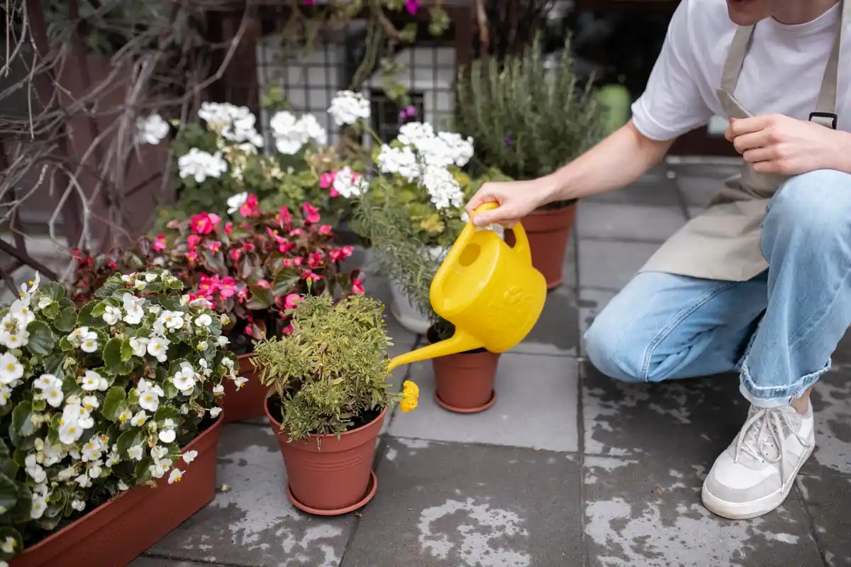 pouring potato water on hydrangea garden dutch home