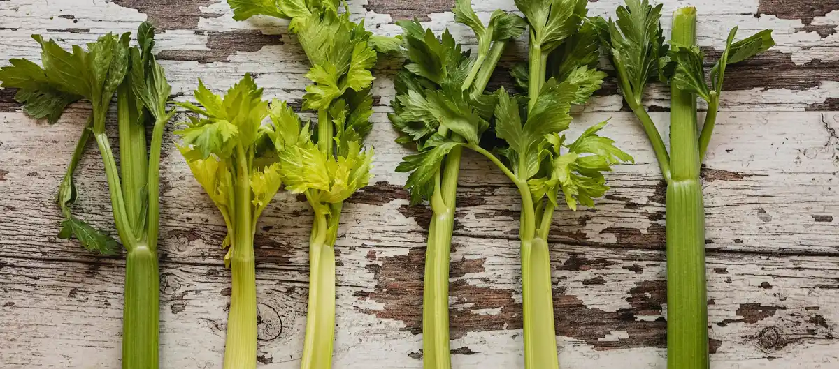 Parsnip plants growing in Dutch garden