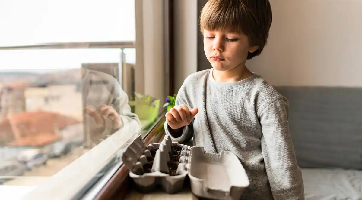 Dutch coffee filter seed germination indoor windowsill