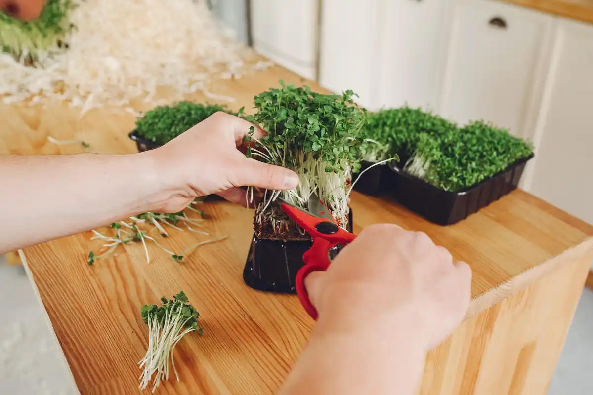 fast seed germination Dutch home garden