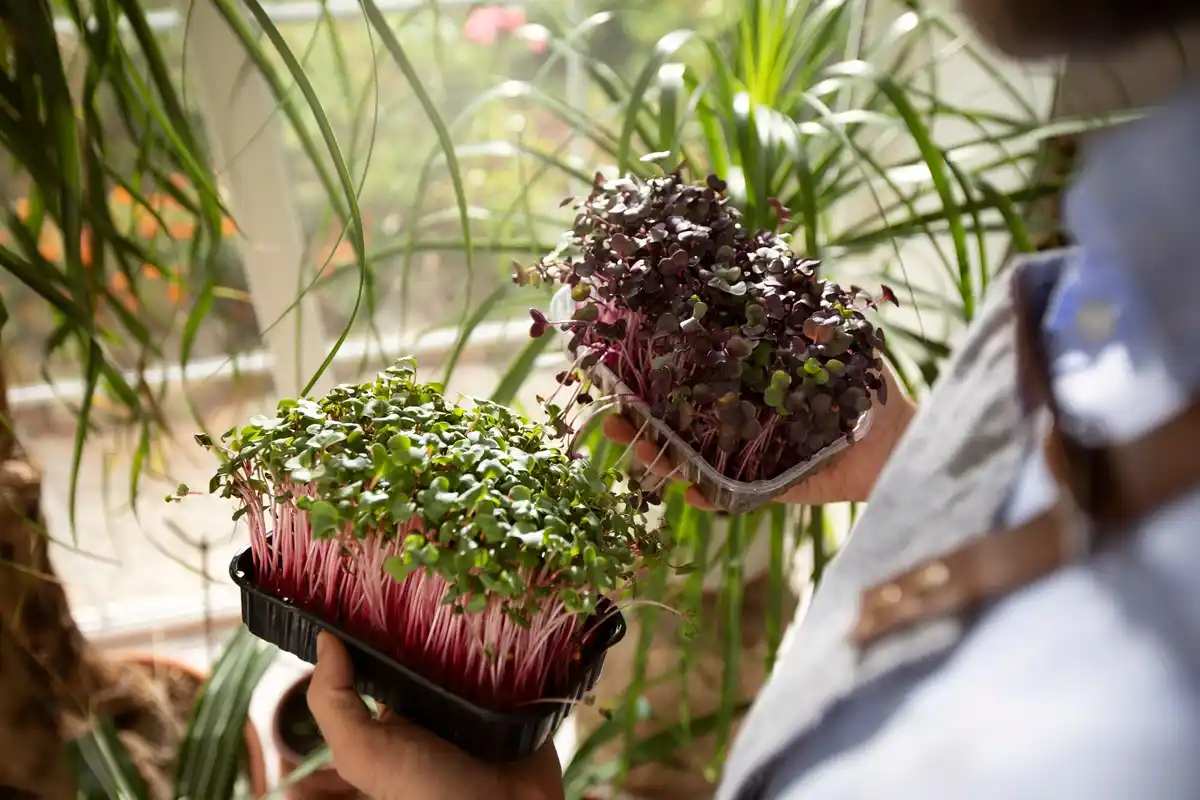 dutch urban garden fast seed germination
