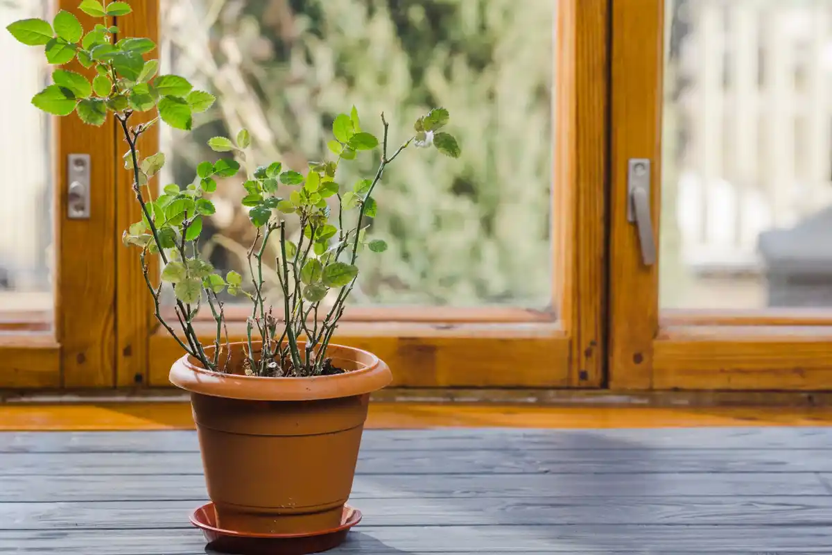 germinated seeds on Dutch windowsill