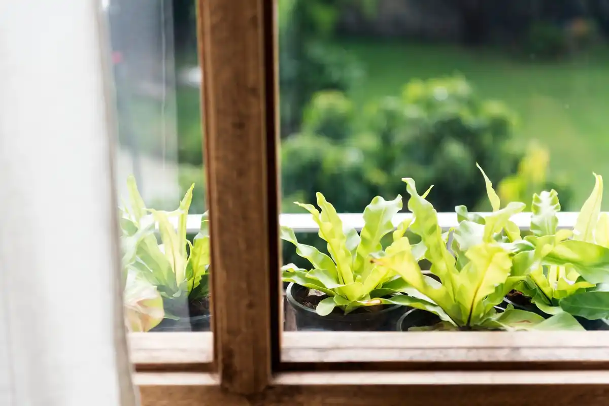 overheated greenhouse plants with condensation window