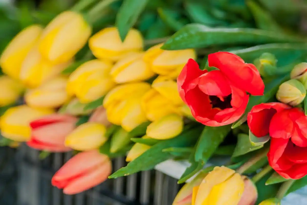 coffee grounds flower garden Netherlands vibrant