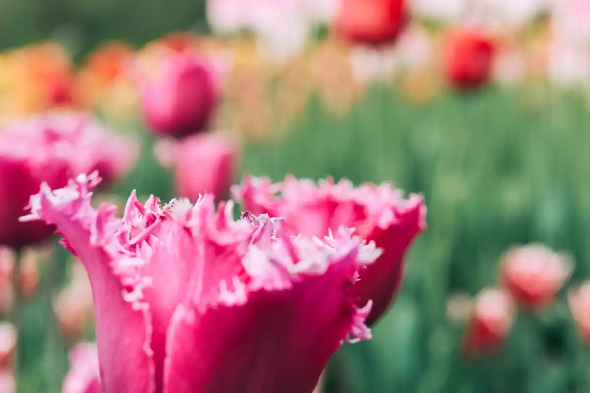 coffee grounds in the flower garden Netherlands