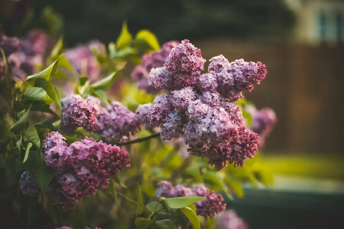 coffee grounds close up on hydrangea in Dutch backyard