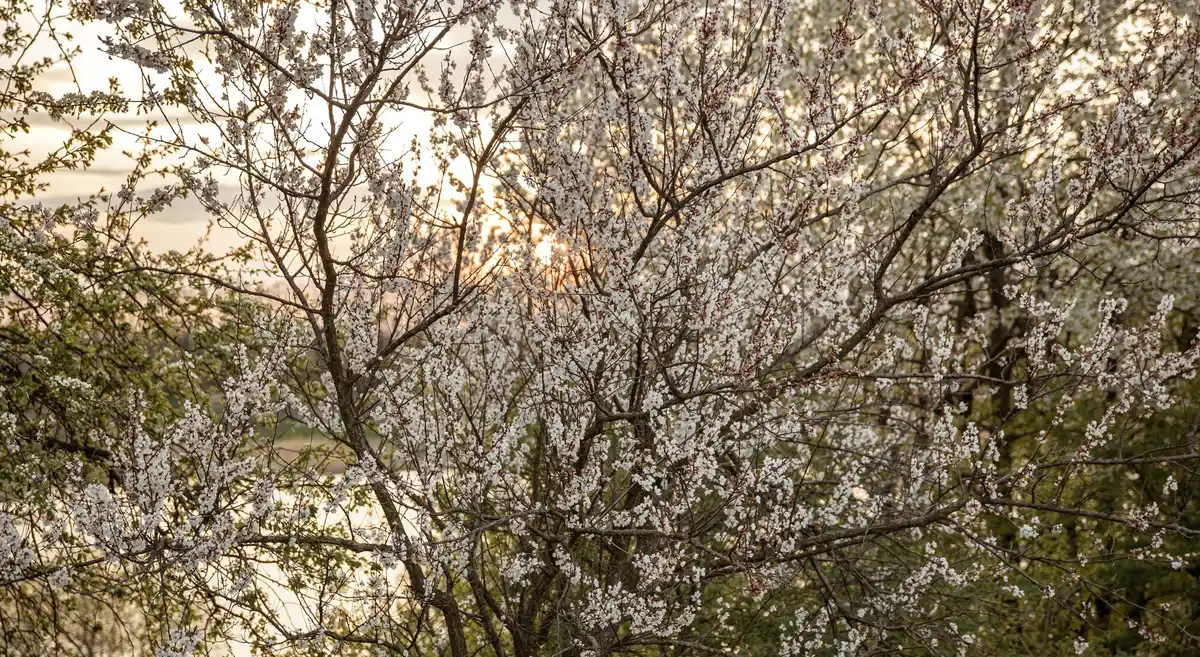cherry tree branch over neighbour fence garden netherlands