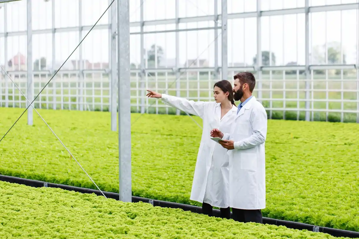 vertical farm Netherlands vegetables