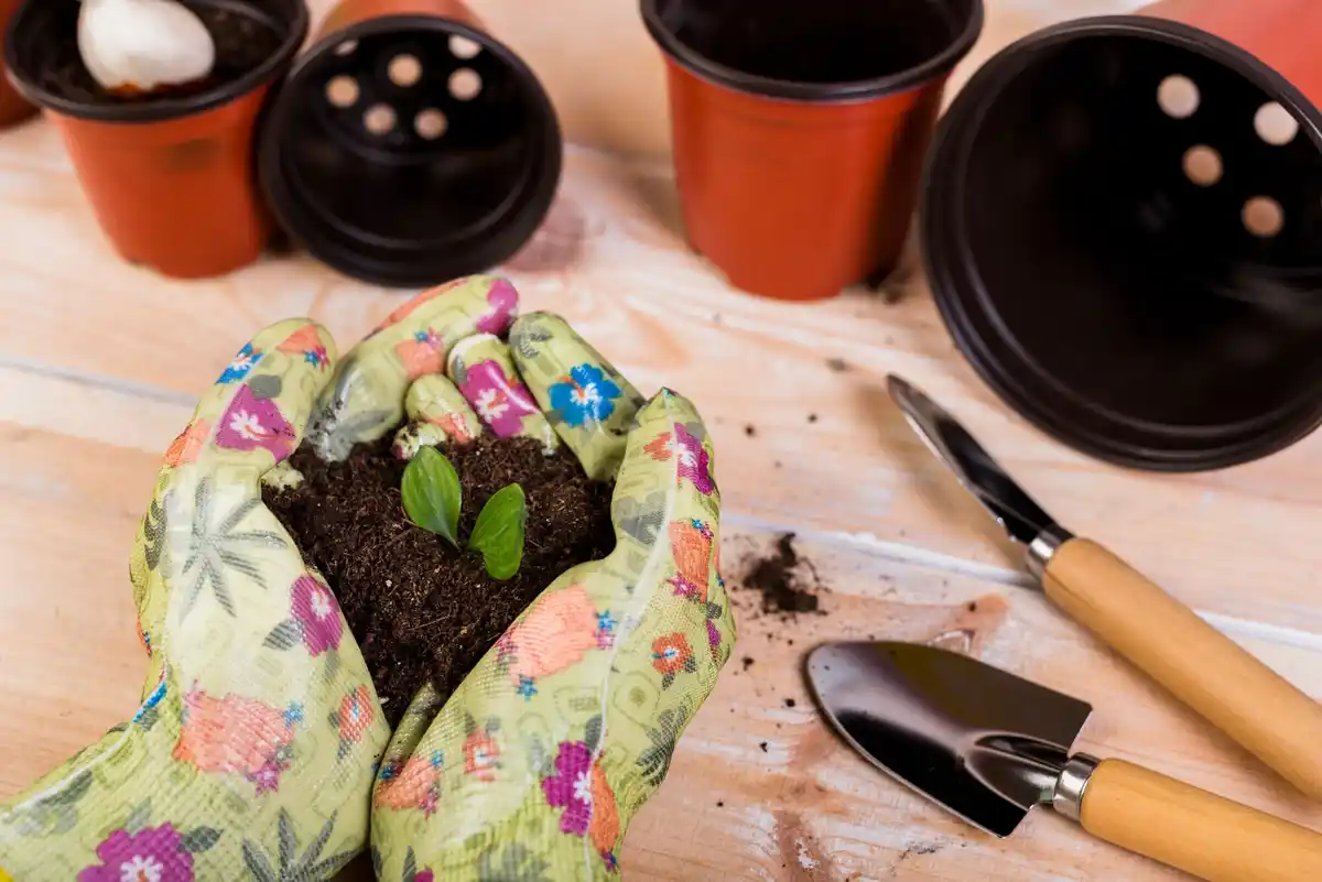 seedlings in pots early spring gardening netherlands
