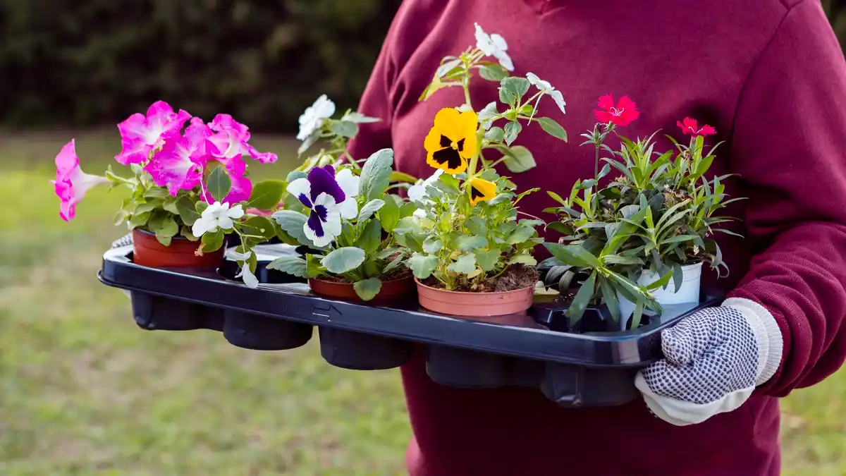 urban gardening netherlands seed trays windowsill